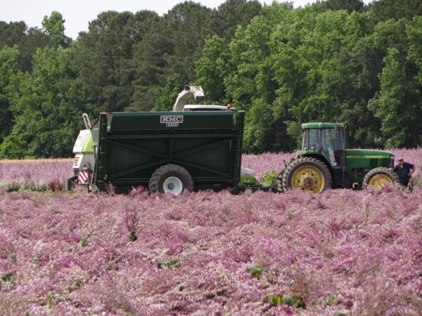 Dump Cart - Image 4